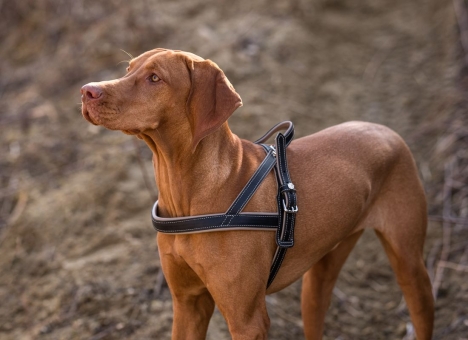 Einzelstücke B-Ware für Hunde 