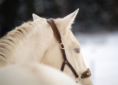 Lederhalfter Barock mit Lammfell 