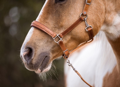 Lederhalfter Auslauffarben 
