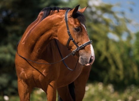 Hillbury Einzelstücke 