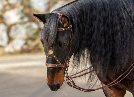 Working Equitation Zaum Pegaso 