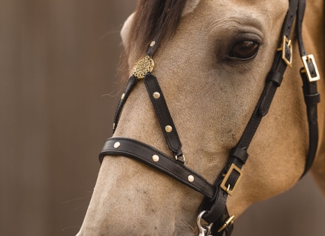 Working Equitation Zaum Pegaso 