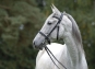 morepic-4