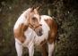 morepic-4