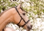morepic-4