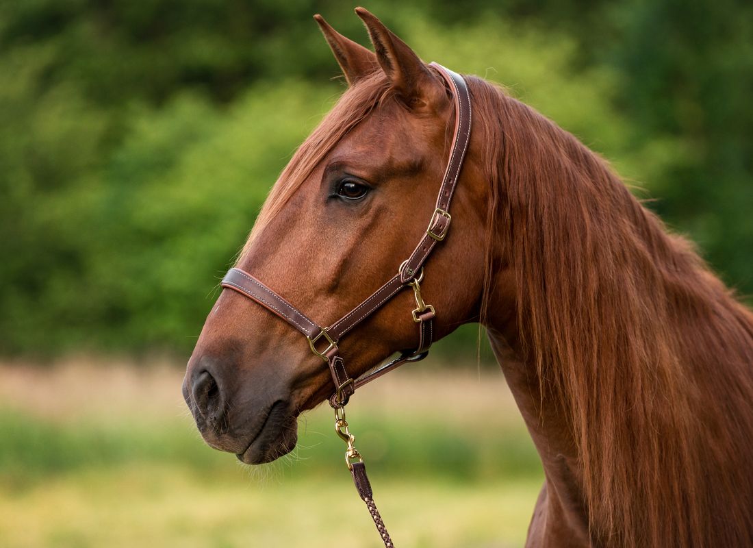 Lederhalfter Prometeo Warmblut | havanna mit Kontrastnaht/cognac ...