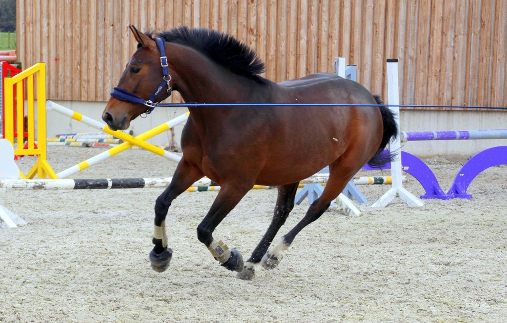 Pferd  beim Gelassenheitstraining