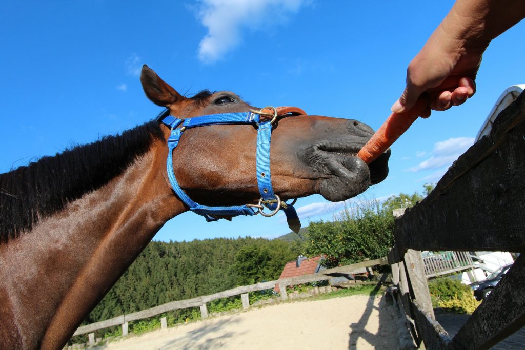 Pferd mit Karotte