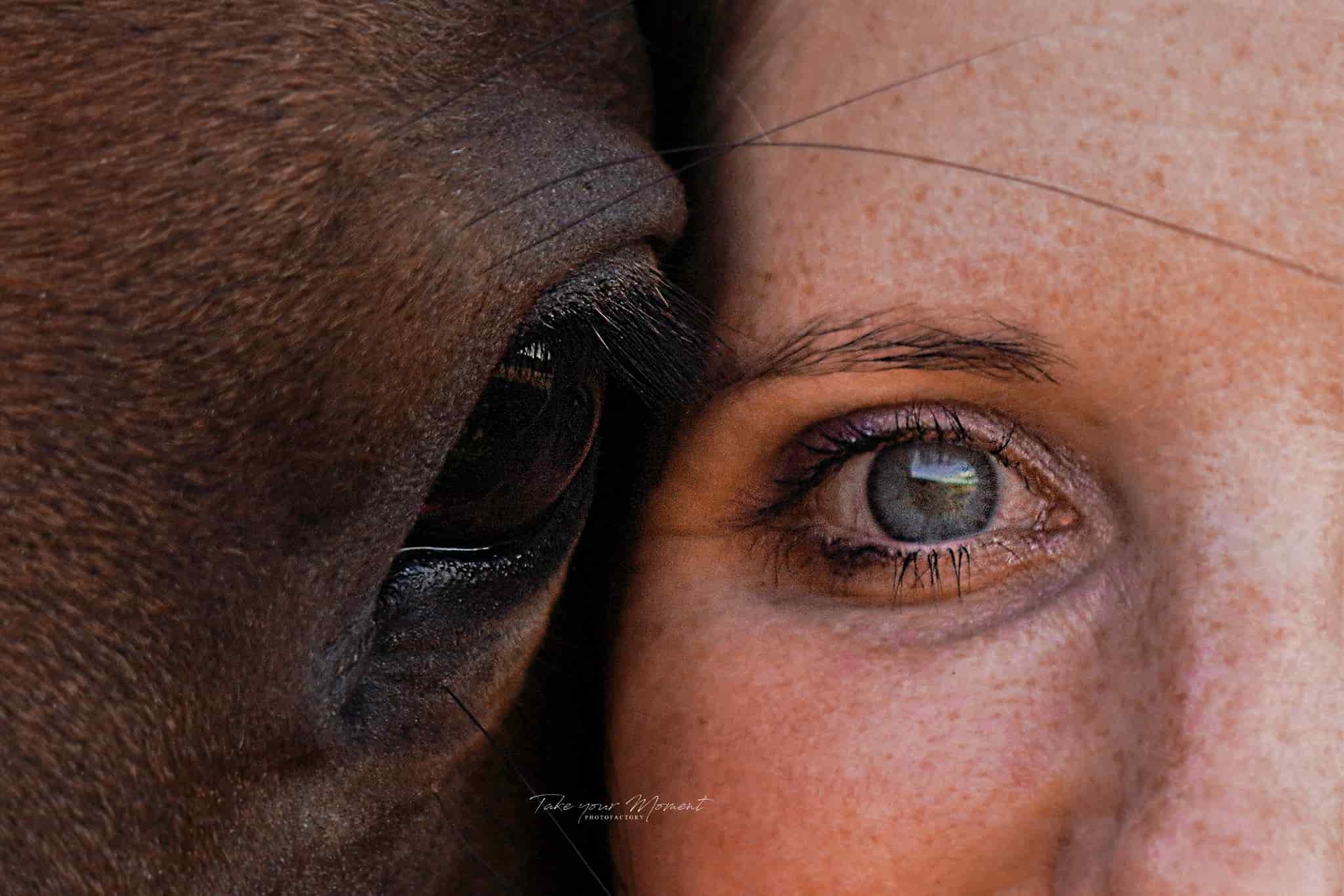 Durch die Augen meines Pferdes eine andere Perspektive entdecken