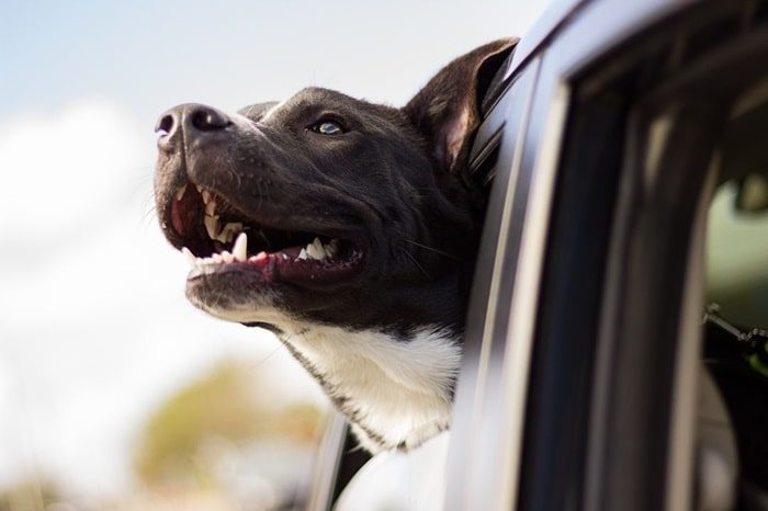 Autofahren mit Hund