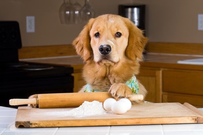 Weihnachtsmenu für den Hund - Fotolia_39880145_S