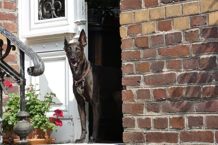 Hund begrüßt Gäste