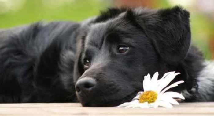 Kamille hund