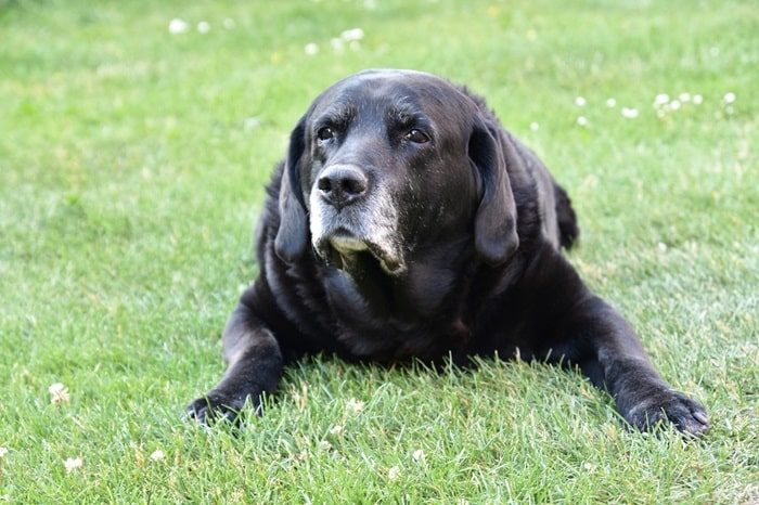 Pfotenschleifen Hund
