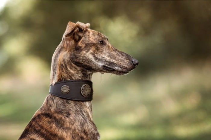 Windhundhalsband