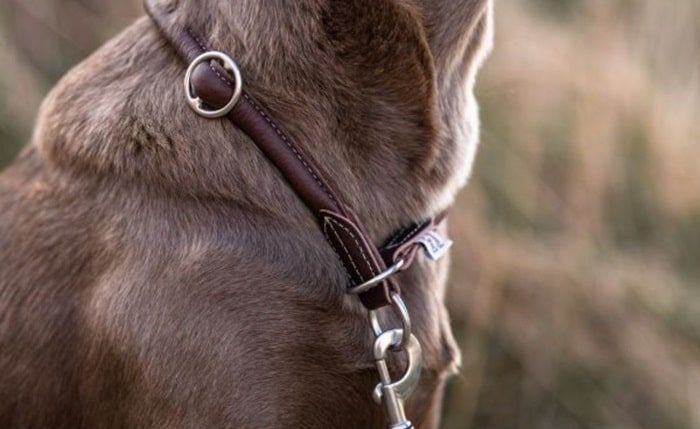 Zugstopp-Halsband