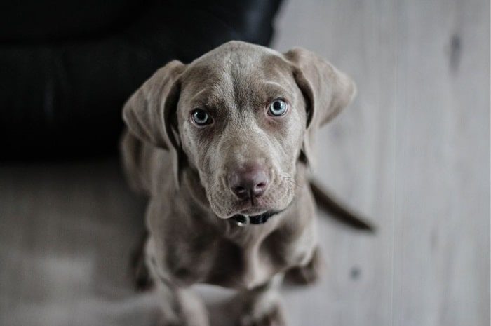 fiepsende Hunde