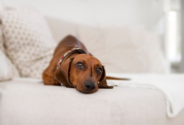 gelangweilter Hund