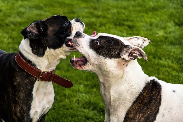 hunde verstehen lernen - beschwichtigungssignale dogs-2776513_1920