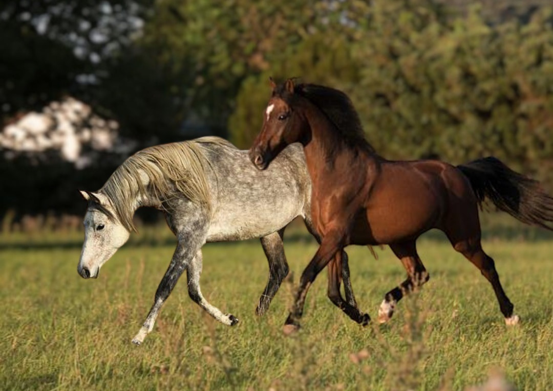 Pferd in Aufrichtung oder vorwärts-abwärts reiten